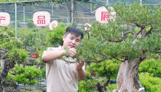 平南縣大鵬鎮(zhèn)盆景年銷售金額8000多萬(wàn)元