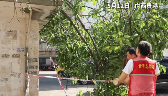 社區(qū)樹木倒塌成“攔路虎”，消防、社區(qū)、志愿者聯(lián)合行動(dòng)除隱患