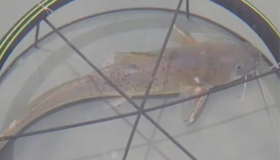 紅水河珍稀魚類保育中心成功實現(xiàn)斑鳠人工繁育